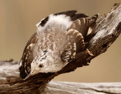 Daphoenositta chrysoptera