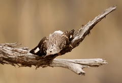 Daphoenositta chrysoptera