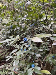 Lasianthus formosensis