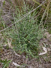 Ozothamnus scutellifolius