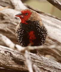 Emblema pictum