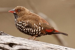 Emblema pictum
