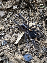 Artoriinae