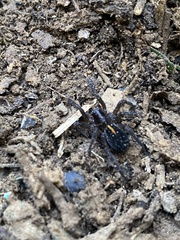 Artoriinae