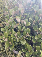 Brachyglottis bidwillii