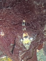 Oligocottus
