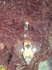 Oligocottus