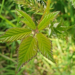 Rubus