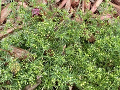 Cyclospermum leptophyllum