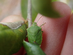 Thyanta pallidovirens