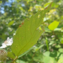 Rubus