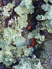 Amphilogia gyrosa
