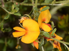 Pultenaea largiflorens