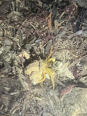 Pagurus granosimanus