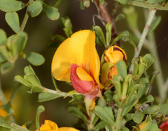 Pultenaea largiflorens