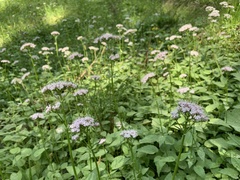 Valeriana pyrenaica