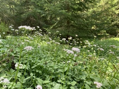 Valeriana pyrenaica