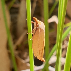 Wingia aurata
