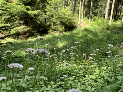 Valeriana pyrenaica