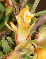 Pultenaea largiflorens