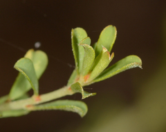 Pultenaea largiflorens