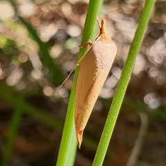 Wingia aurata