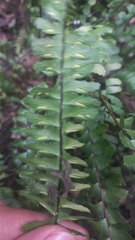 Asplenium monanthes