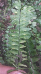 Asplenium monanthes