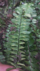 Asplenium monanthes