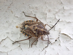 Agonoscelis puberula