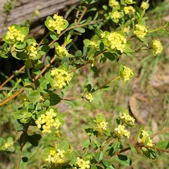 Pimelea flava