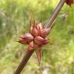 Watsonia meriana