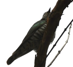 Chrysococcyx lucidus