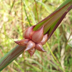 Watsonia meriana
