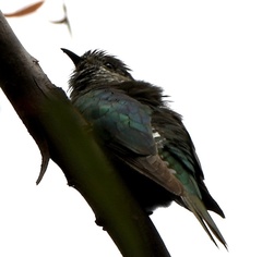 Chrysococcyx lucidus