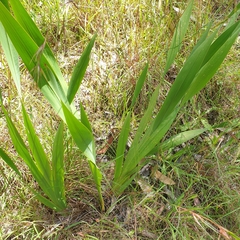 Watsonia meriana