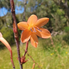 Watsonia meriana
