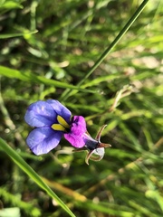 Monopsis decipiens