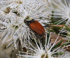 Phyllotocus rufipennis