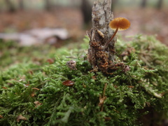 Galerina triscopa