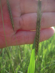 Hordeum brevisubulatum