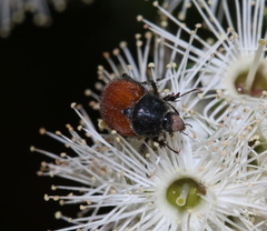 Phyllotocus rufipennis