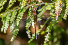 Austroaeschna pulchra