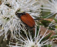 Phyllotocus rufipennis