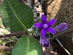 Raphionacme hirsuta