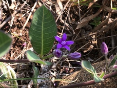 Raphionacme hirsuta