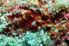 Phyllidiopsis xishaensis