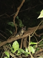 Philander opossum
