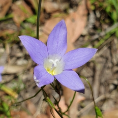 Wahlenbergia stricta