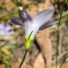 Wahlenbergia stricta